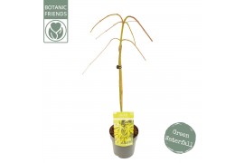 Acer palmatum Acer palm. Cascade Emerald ®40 cm cm stam