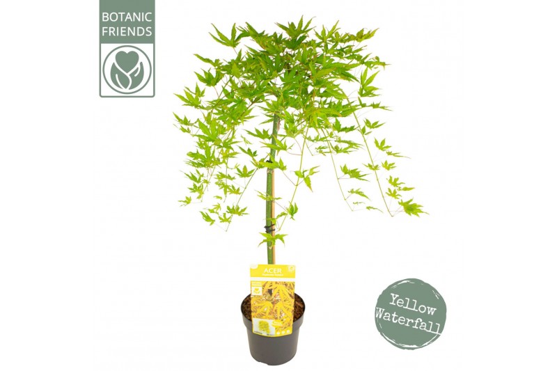 Acer palmatum Acer palm. Cascade Citrine40 cm cm stam 