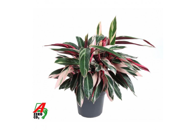 Stromanthe sanguinea triostar Calathea Stromante Triostarzonder bloem  