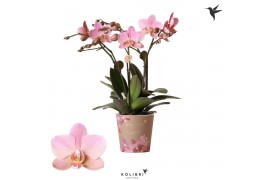 Phalaenopsis multiflora anthura treviso Kolibri Orchids Phalaenopsis J