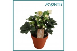Helleborus niger christmas carol Helleborus Christmas Carol 12 cm in T