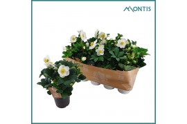 Helleborus niger christmas carol Helleborus Christmas Carol 12 cm XXL 