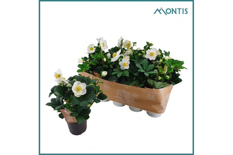 Helleborus niger christmas carol Helleborus Christmas Carol 12 cm XXL  