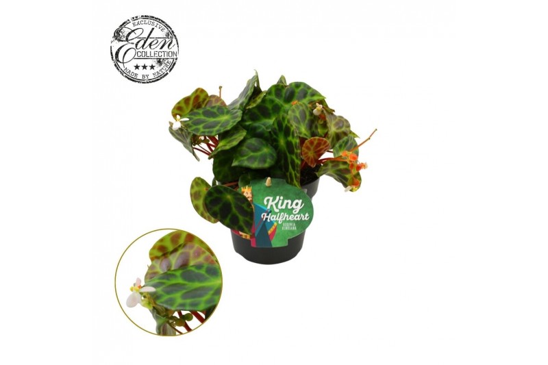 Begonia blad Begonia Kingiana 12cm 3 pp 