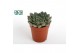 Echeveria Echeveria Glauca 
