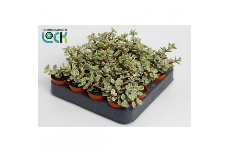 Portulacaria afra variagata Portulacaria Afra Varigata2 pp 