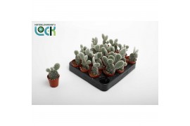 Opuntia Opuntia Microdasys Albispina