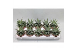 Haworthia fasciata concolor Haworthia Fasciata Concolor1 pp