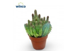 Euphorbia Euphorbia Lugardiae