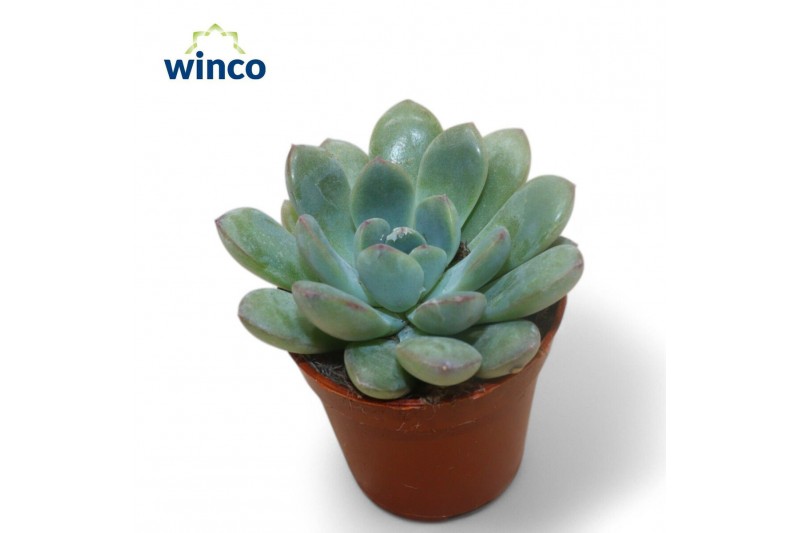 Echeveria Echeveria Morning Dewoverige bl. 