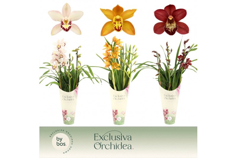 Cymbidium mix Cymbidium, Mix 3-spike Exclusiva Orchidea Potcover 3 tak 