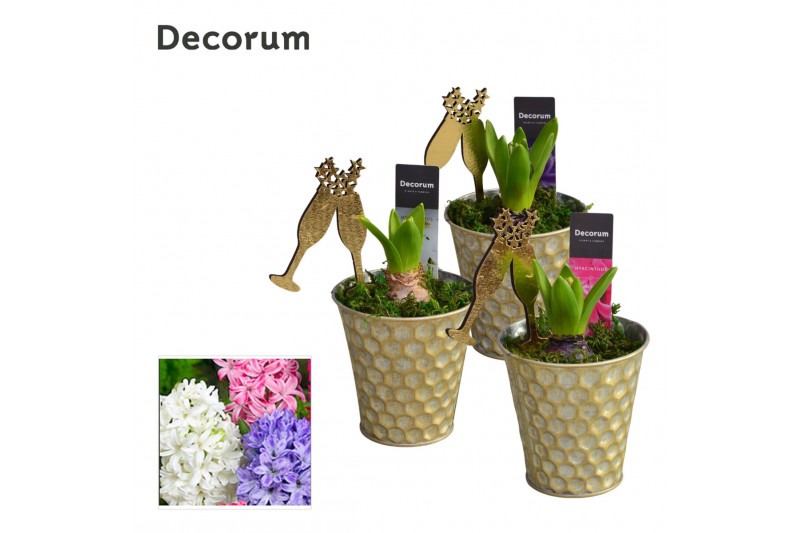 Arrangementen hyacinthus Hyacint Honingraat Zink HL13662NY [NEW YEAR]  