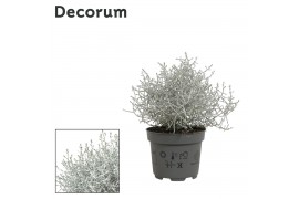 Leucophyta brownii Leucophyta (Calocephalus) Brownii (Decorum)