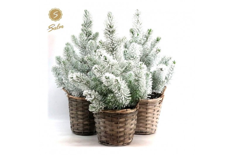 Pinus pinea silver crest Pinus pinea Silver Crest P17 in Basket + Snow 