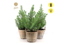 Pinus pinea silver crest Pinus pinea Silver Crest P17 in Basket + Ligh