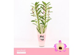 Dendrobium nobile sunny eyes Dendrobium Nobilé, Sunny Eyes 2-spike 65+