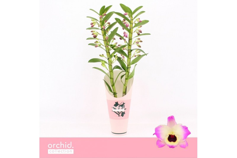 Dendrobium nobile sunny eyes Dendrobium Nobilé, Sunny Eyes 2-spike 65+ 