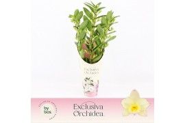 Dendrobium nobile star class yellow Dendrobium Nobilé, Tweety 3-spike 