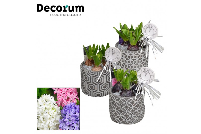 Arrangementen hyacinthus Hyacint Shino HL16272NY [NEW YEAR] 3 pp 75 bl 