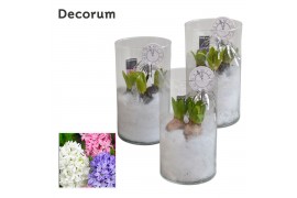 Arrangementen hyacinthus Hyacint Like Nobody HL16152NY [NEW YEAR] 3 pp