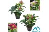 Helleborus orientalis Helleborus Orientalis Mixtray 12 cm 10 bl. 1 pp