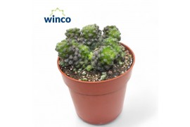 Succulenten Anacampseros Arachnoidem Black