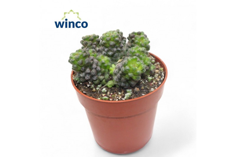 Succulenten Anacampseros Arachnoidem Black 
