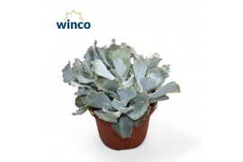 Cotyledon orbiculata var. oblonga Cotyledon Undulata (group)