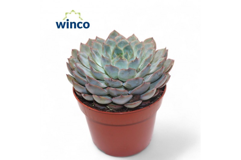 Echeveria Echeveria Pink Edge1 bl. 