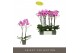 Phalaenopsis roze Optistar Yoko 2 spike15 bl. 2 tak/plnt 