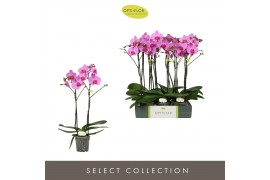 Phalaenopsis roze Optistar Yoko 2 spike15 bl. 2 tak/plnt