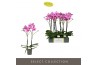 Phalaenopsis roze Optistar Yoko 2 spike15 bl. 2 tak/plnt