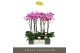 Phalaenopsis roze Optistar Yoko 2 spike15 bl. 2 tak/plnt 