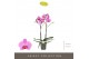Phalaenopsis roze Optistar Yoko 2 spike15 bl. 2 tak/plnt 