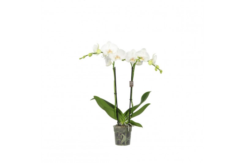 Phalaenopsis wit Funda P12 Mozart 2 spike 50 cm 18 bl. 2 tak/plnt 