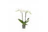 Phalaenopsis wit Funda P12 Mozart 2 spike 50 cm 18 bl. 2 tak/plnt