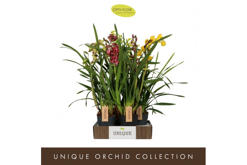 Cymbidium mix Cymbidium Mix 3 spike 3 tak/plnt 