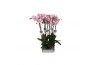 Phalaenopsis spotted world Phalaenopsis Spotted World, 2-spike 18+18 b