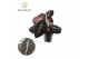 Alocasia black velvet Alocasia Black Velvet 1 pp 