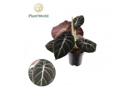 Alocasia black velvet Alocasia Black Velvet 1 pp