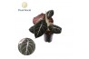 Alocasia black velvet Alocasia Black Velvet 1 pp