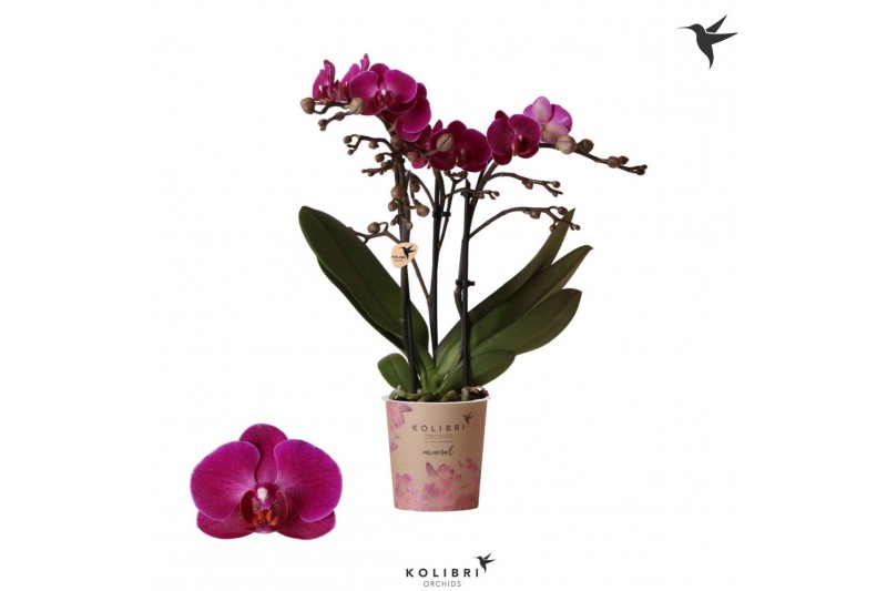 Phalaenopsis multiflora anthura morelia Kolibri Orchids Phalaenopsis M 