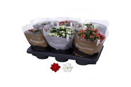 Kalanchoe blossfeldiana rosalina gemengd Kalanchoe Rosalina 15cm goud 