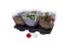Kalanchoe blossfeldiana rosalina gemengd Kalanchoe Rosalina 15cm goud 