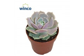 Echeveria Echeveria Lolaoverige bl.