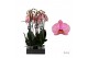 Phalaenopsis jupiter Phalaenopsis Jupiter - 2 tak 60cm (Quattro)14 bl. 