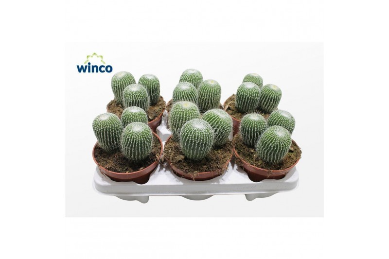 Parodia leninghausii Notocactus Leninghausi Inermis (group) 