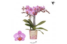 Phalaenopsis anthura karlsruhe Kolibri Orchids Phalaenopsis Karlsruhe 