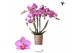 Phalaenopsis anthura stuttgart Kolibri Orchids Phalaenopsis Stuttgard  