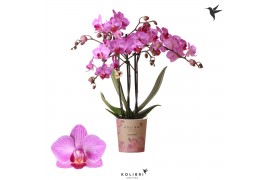 Phalaenopsis anthura stuttgart Kolibri Orchids Phalaenopsis Stuttgard 